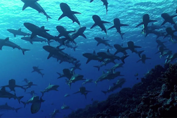 Kaina plong&eacute;e Passe Sud