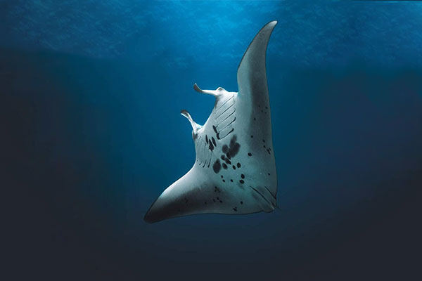 Kaina plong&eacute;e Passe nord